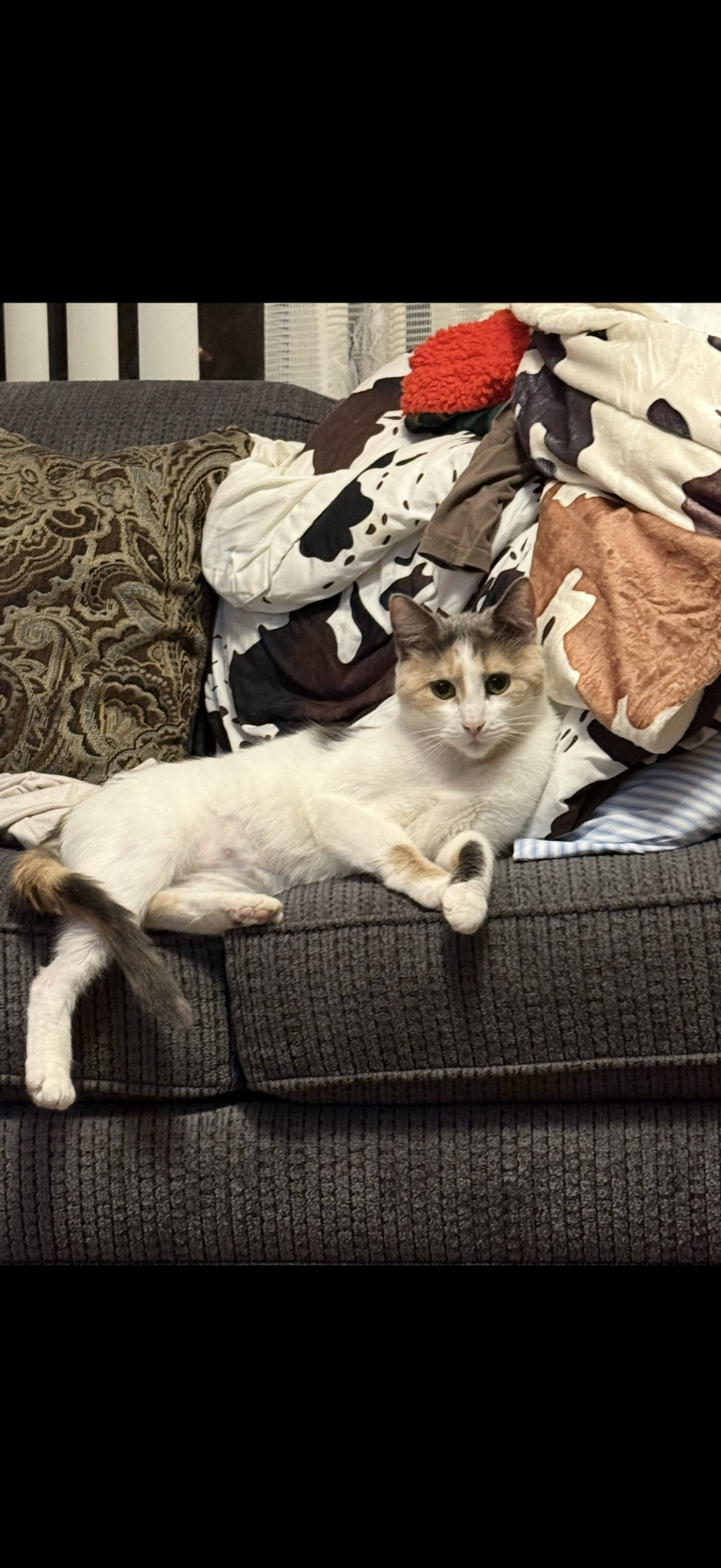 Peaches, lost cat, Domestic