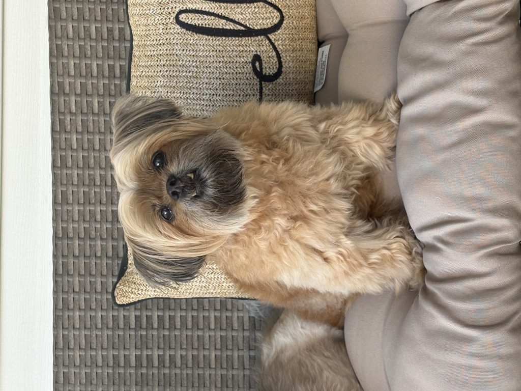 Charlie, lost dog, Maltese Pekingese