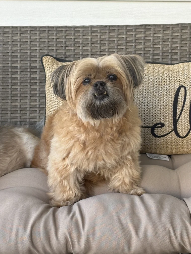 Charlie, lost dog, Maltese Pekingese