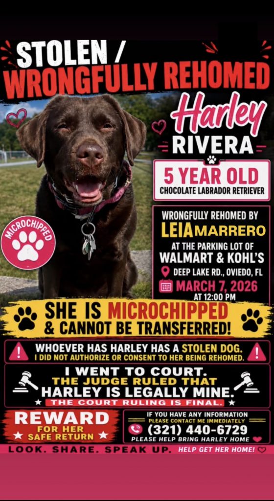 Harley, lost dog, Labrador