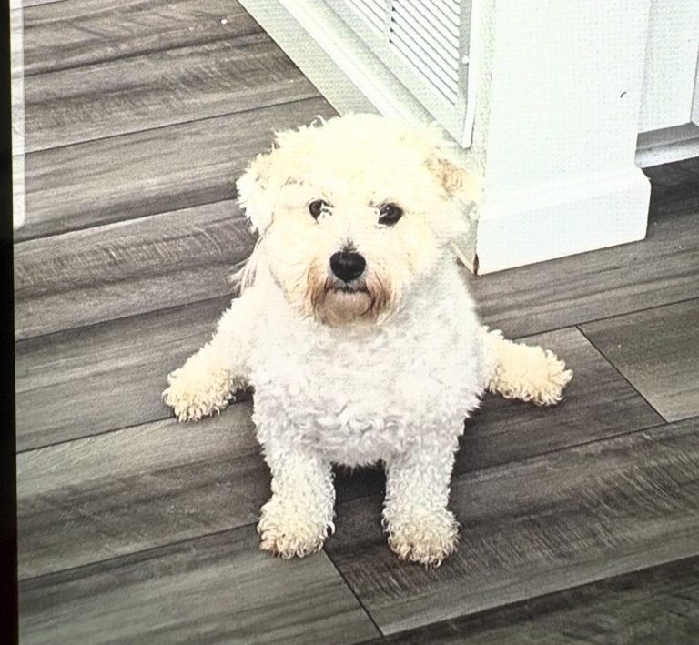 Chapo, lost dog, Maltipoo