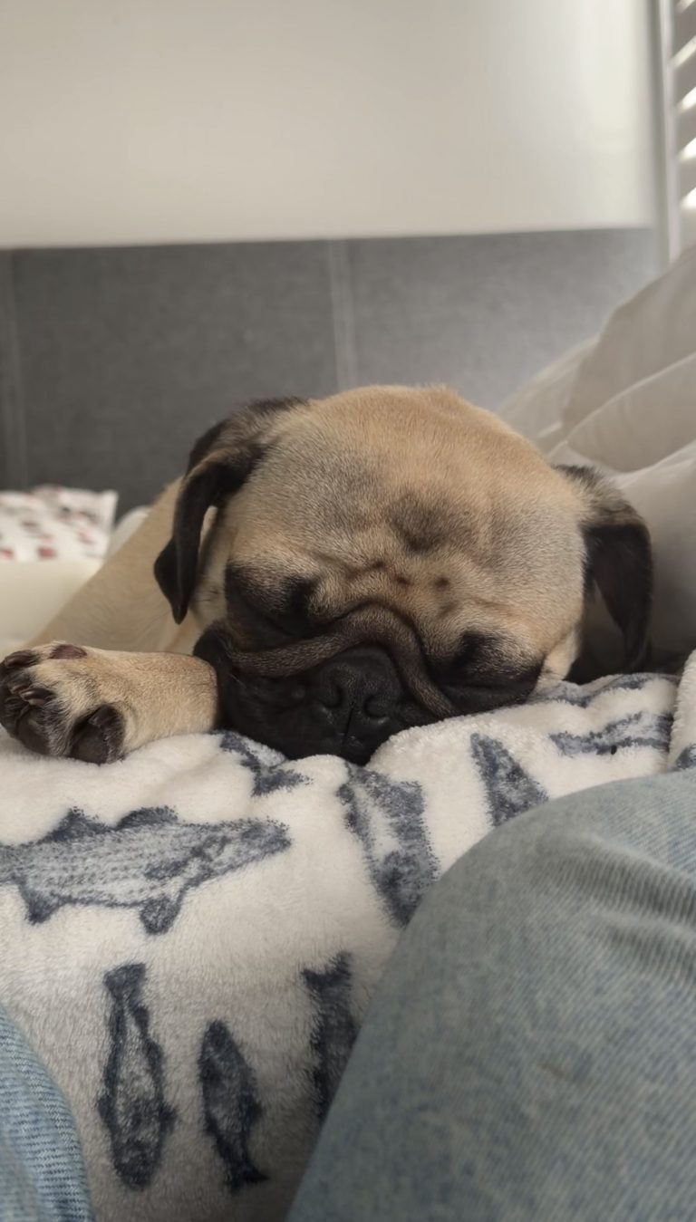 Traviesa, lost dog, Pug