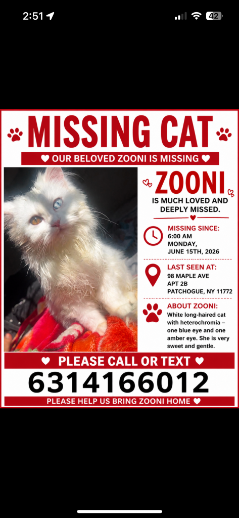 Zooni, lost cat, Turkish angora