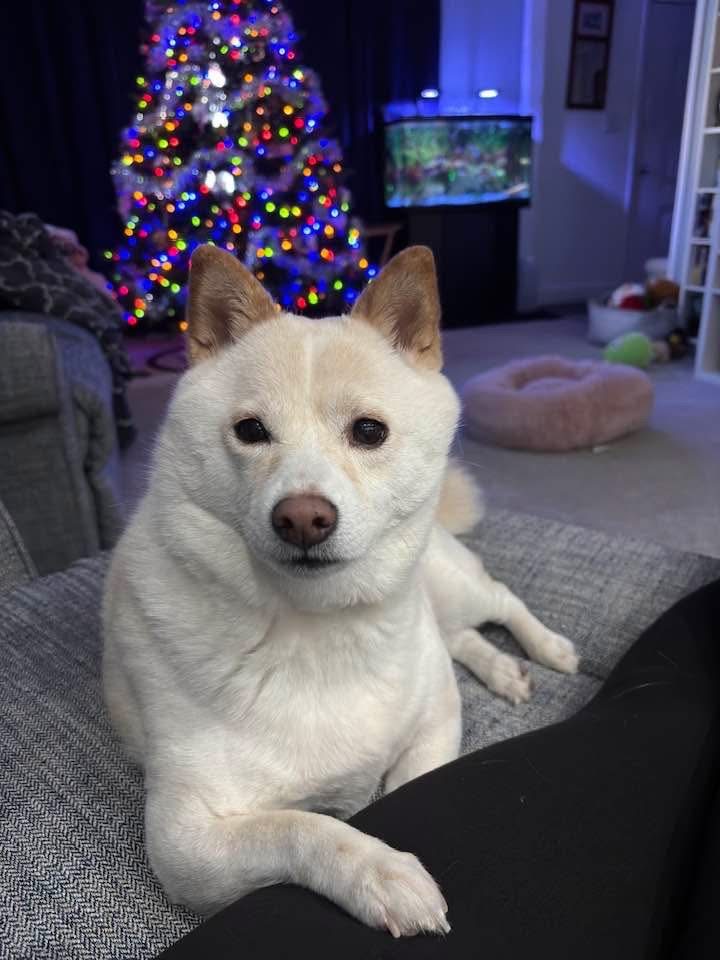 Kiki, lost dog, Shiba Inu