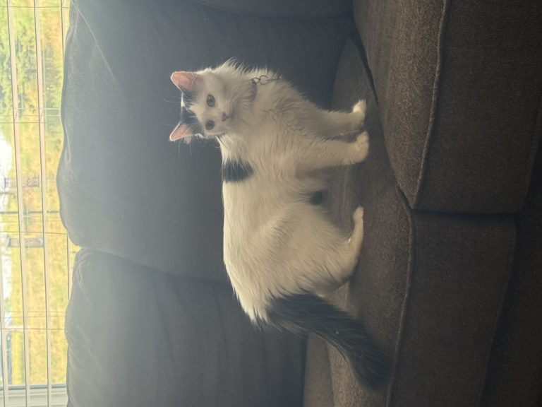 Stella, lost cat, Turkish Van