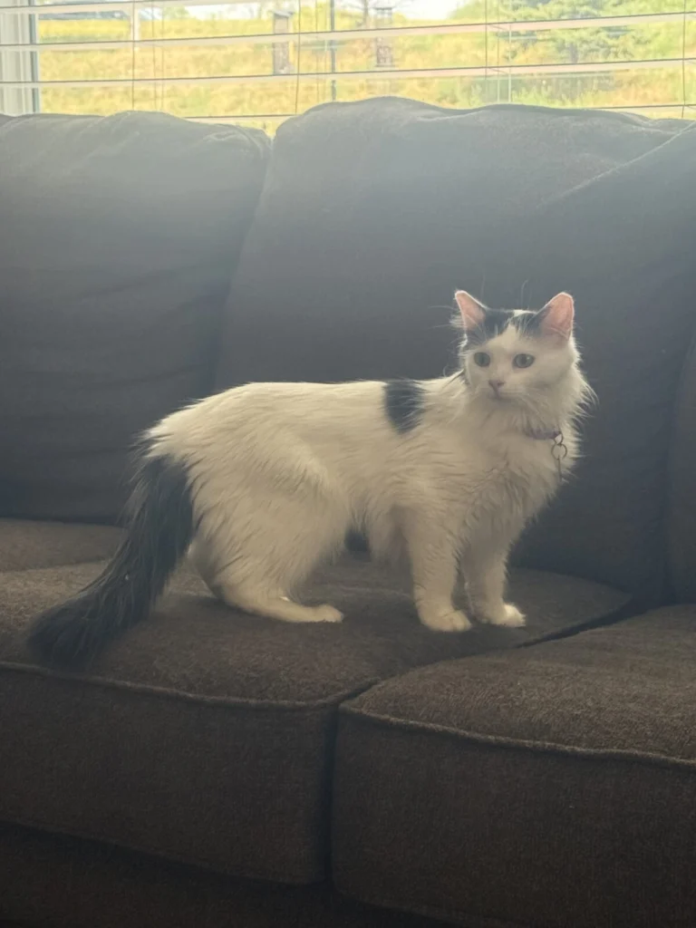 Stella, lost cat, Turkish Van