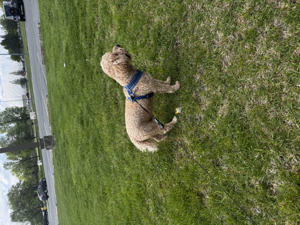 Teddy, lost dog, Havapoo