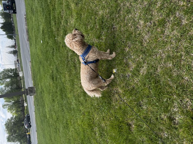 Teddy, lost dog, Havapoo