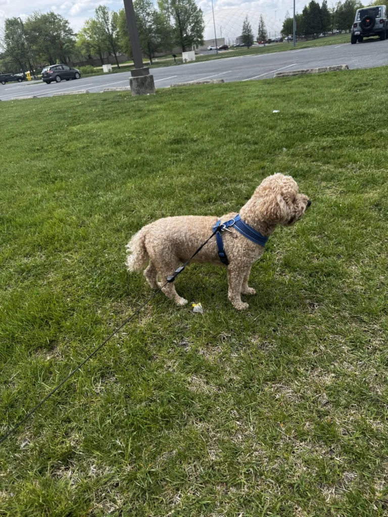 Teddy, lost dog, Havapoo