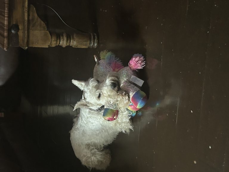 Troy, lost dog, Schnauzer
