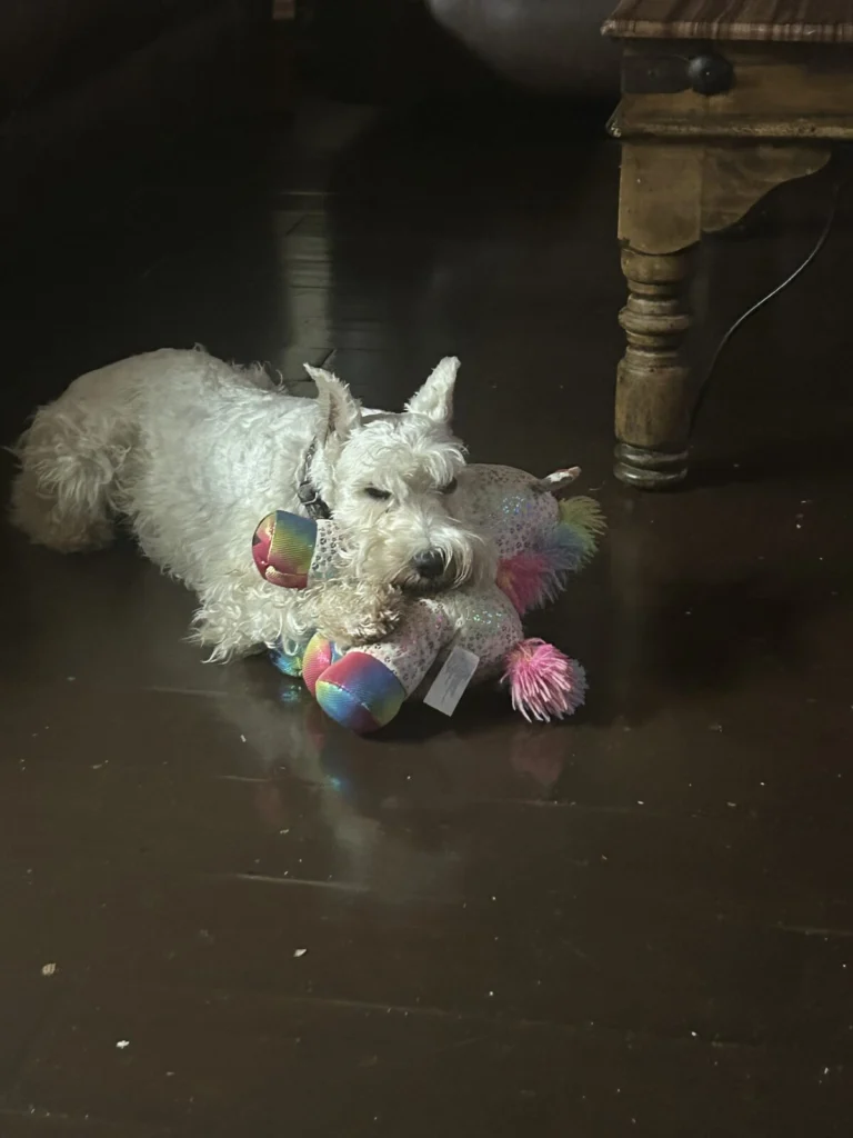 Troy, lost dog, Schnauzer