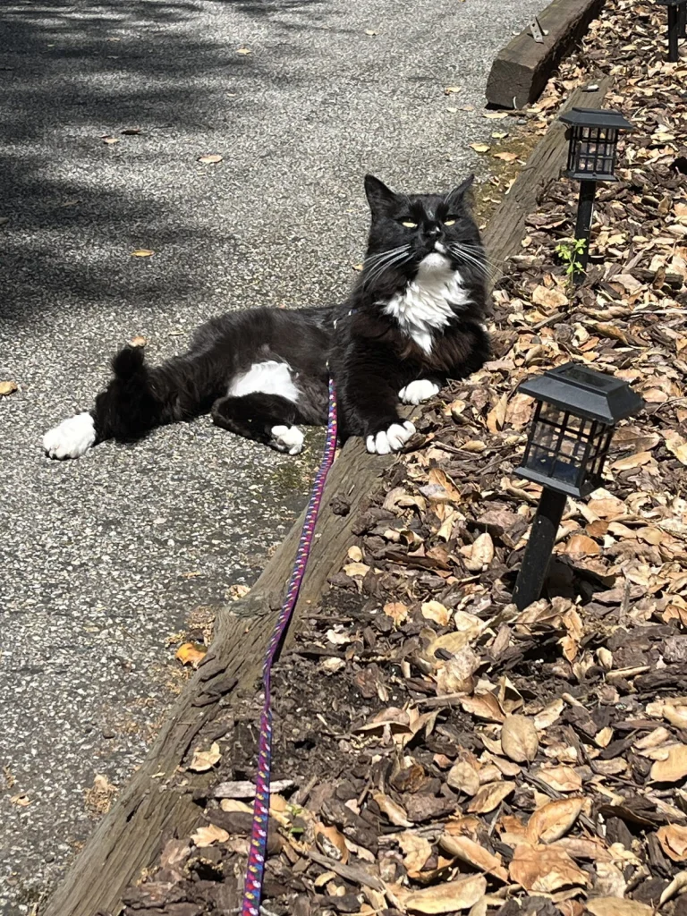 Brave, lost cat, Domestic Long hair