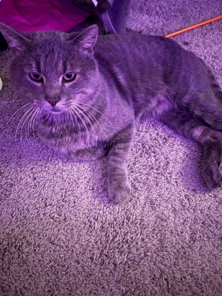 Unknown Name, found cat, Not sure