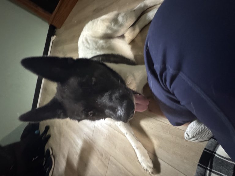 Apollo, lost dog, Akita