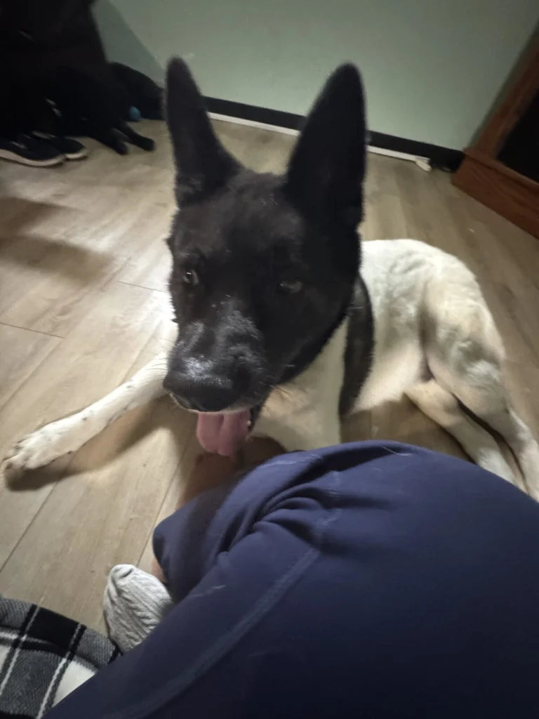 Apollo, lost dog, Akita