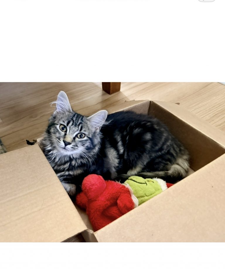 Maizie, lost cat, Tabby