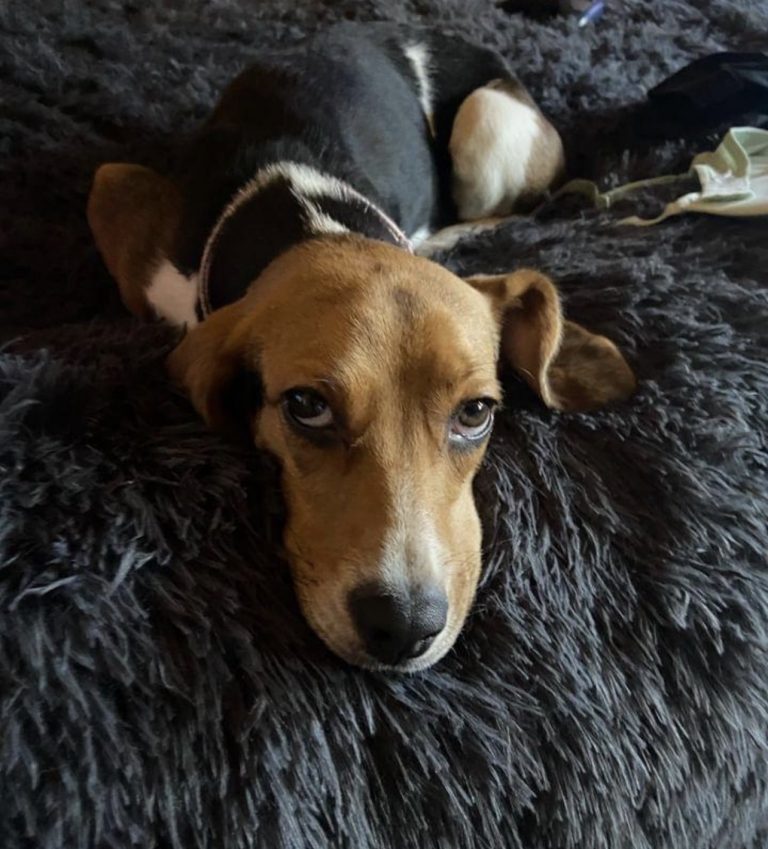 Molly, lost dog, beagle