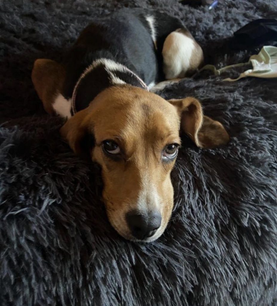Molly, lost dog, beagle