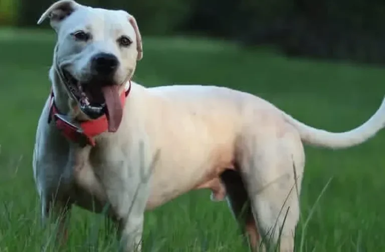 Kilo, lost dog, Pit