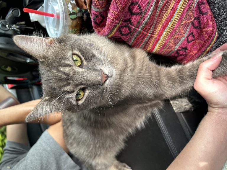 Paxton, lost cat, Domestic long hair/main coon