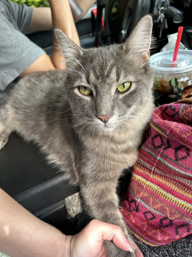 Paxton, lost cat, Domestic long hair/main coon