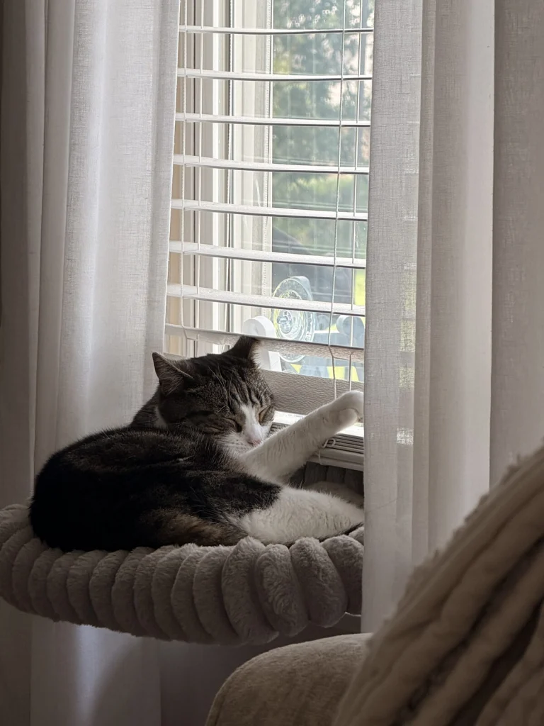 Wofford, lost cat, Unknown