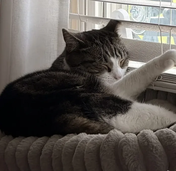 Wofford, lost cat, Unknown