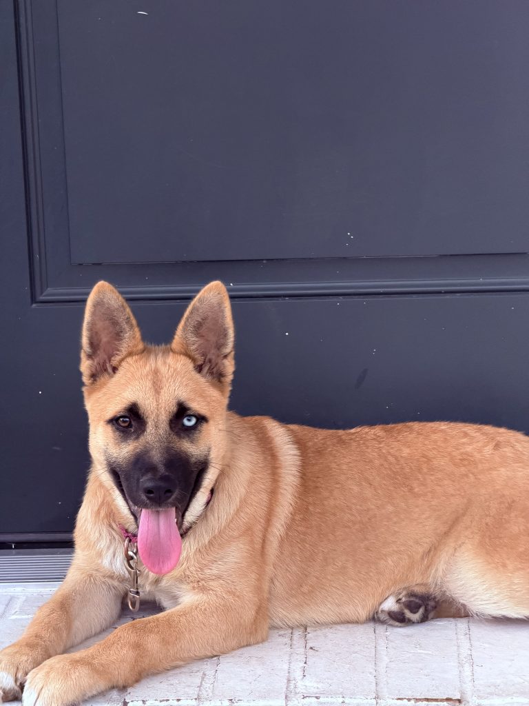 Luna, lost dog, Black