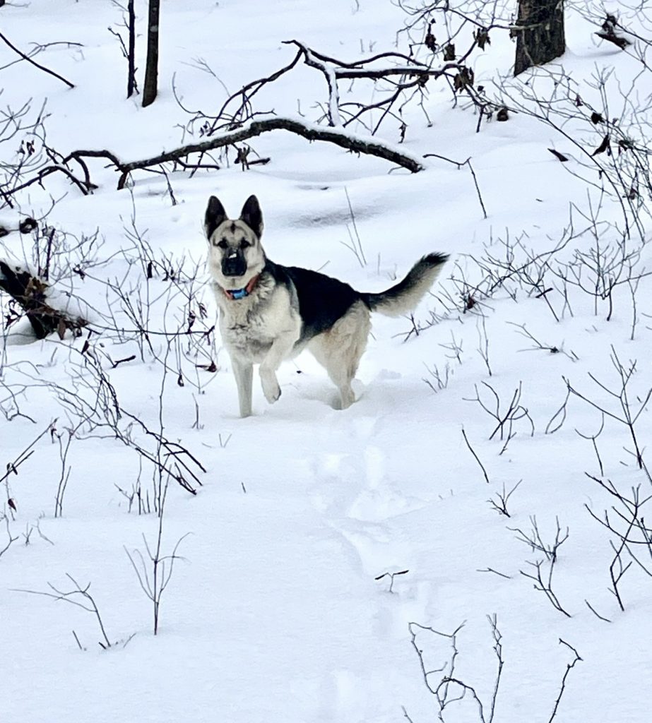 Whiskey, lost dog, German Shepard