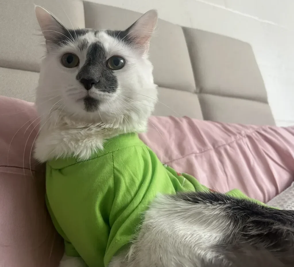Ezra, lost cat, Domestic short hair
