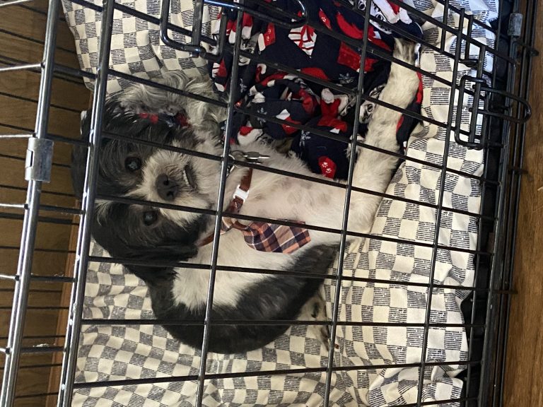A’Luica, lost dog, Shih Tzu