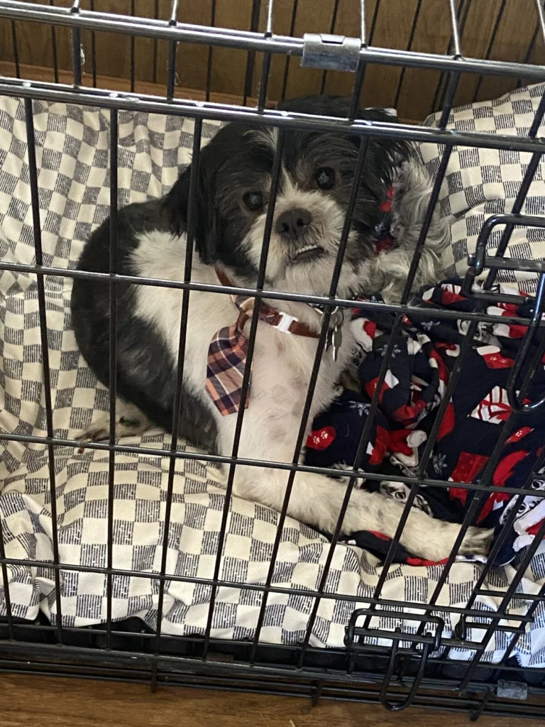A’Luica, lost dog, Shih Tzu