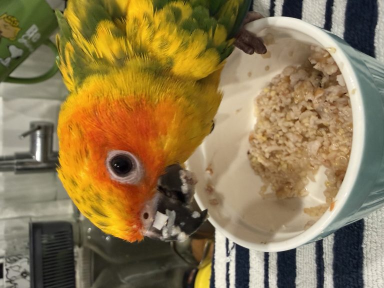Dino, lost bird, Sun conure