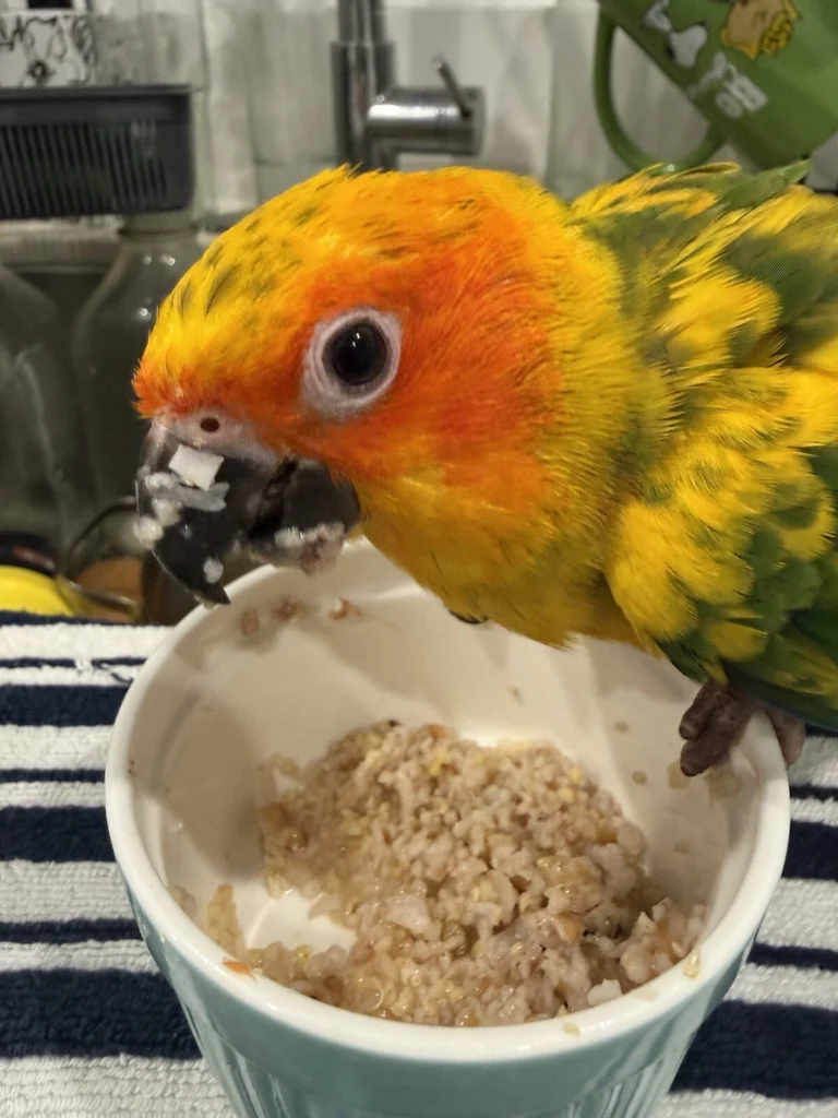 Dino, lost bird, Sun conure