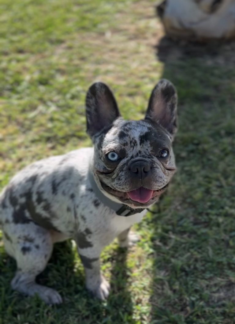 Prada, lost dog, Frenchie