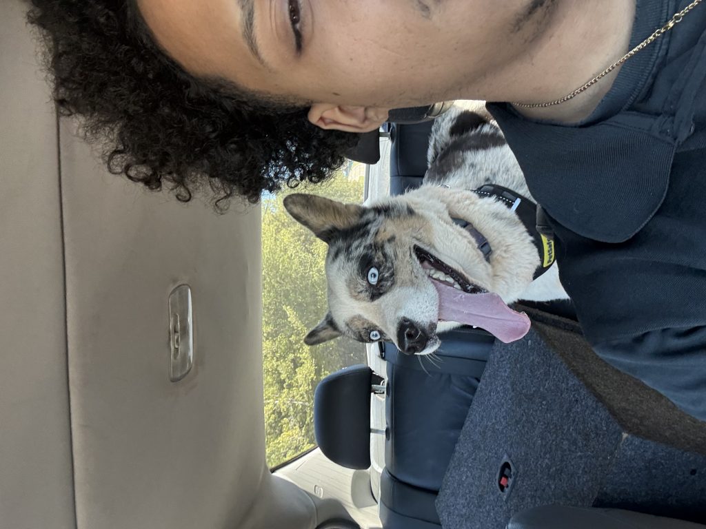 Glacier, lost dog, Husky mix