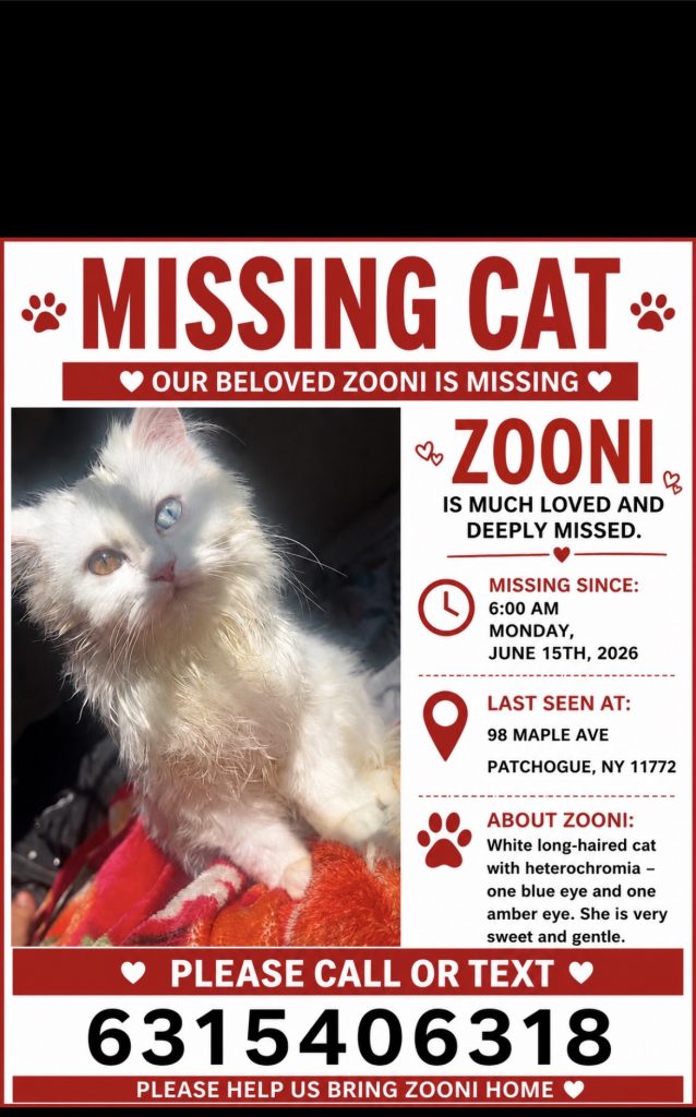 Zooni, lost cat, Angora