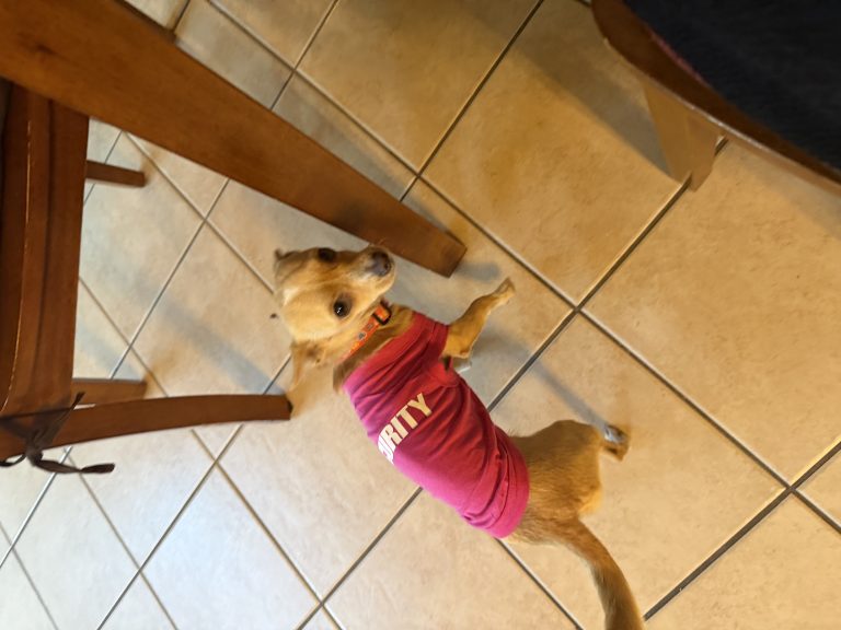Rumi, lost dog, Chihuahua
