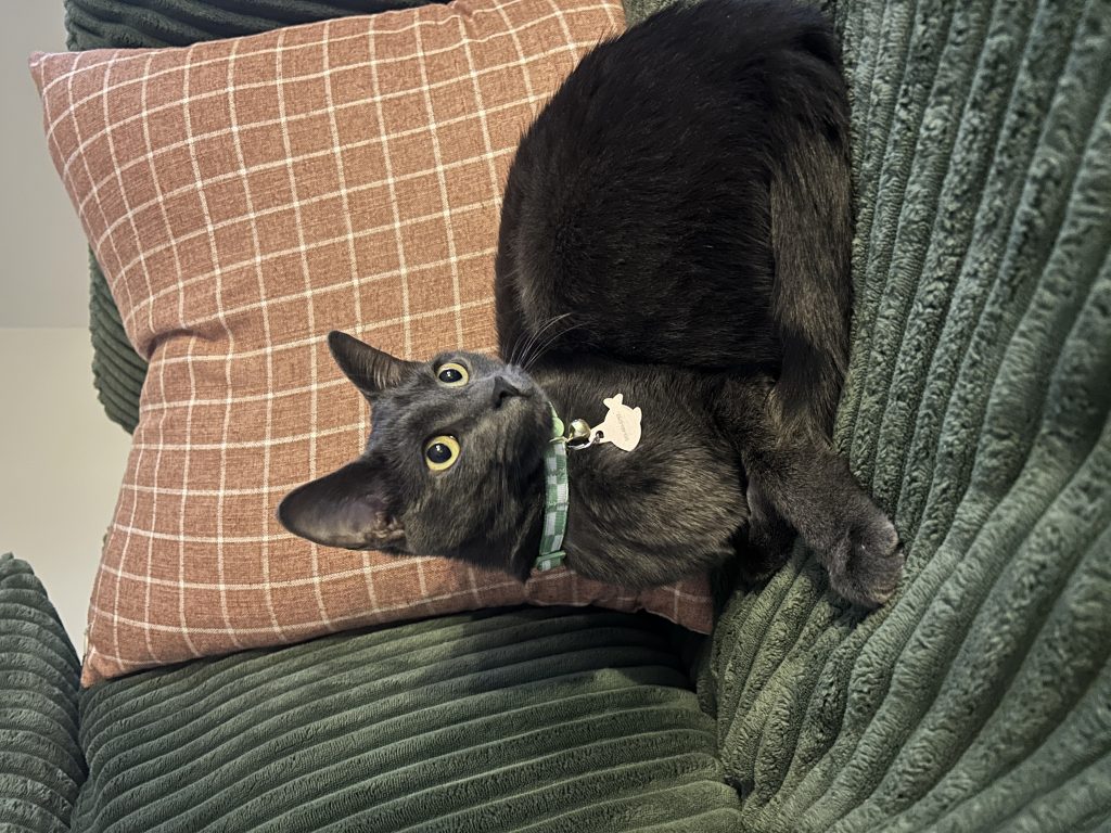 Pierogi, lost cat, Short hair