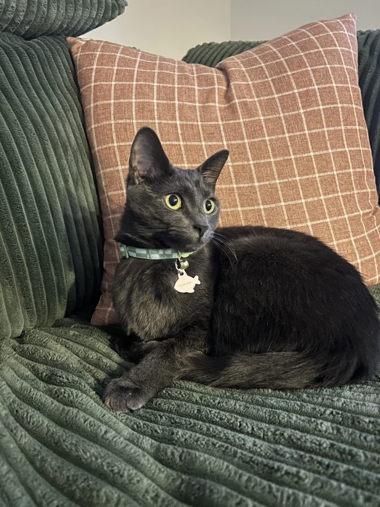 Pierogi, lost cat, Short hair