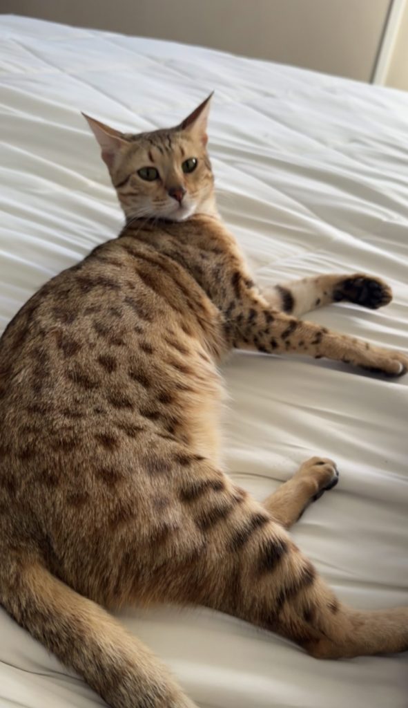 Cleo, lost cat, Savannah