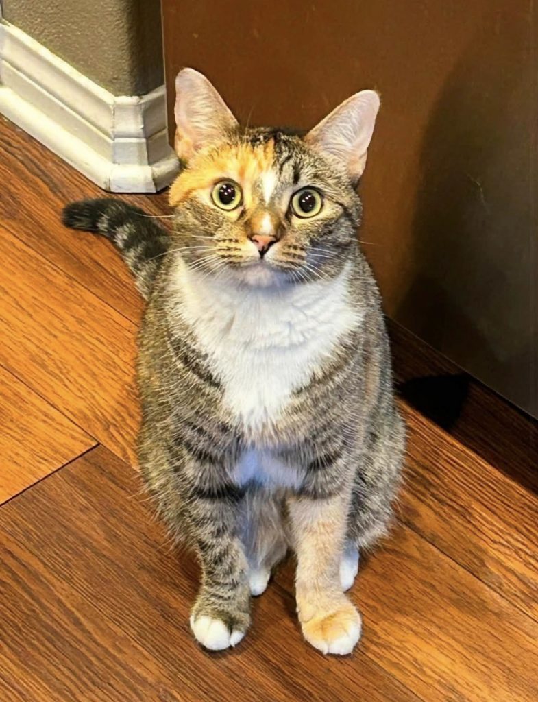 Benny, lost cat, N/A