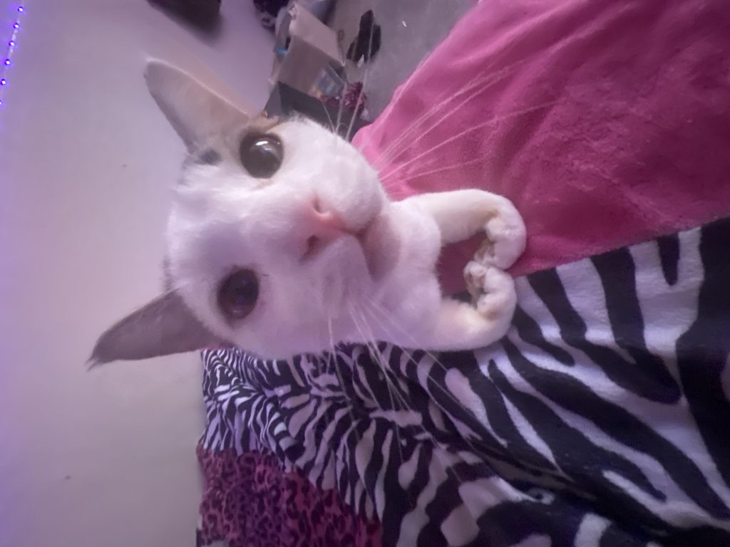 Luis, lost cat, Cat