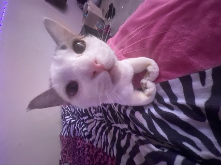 Luis, lost cat, Cat