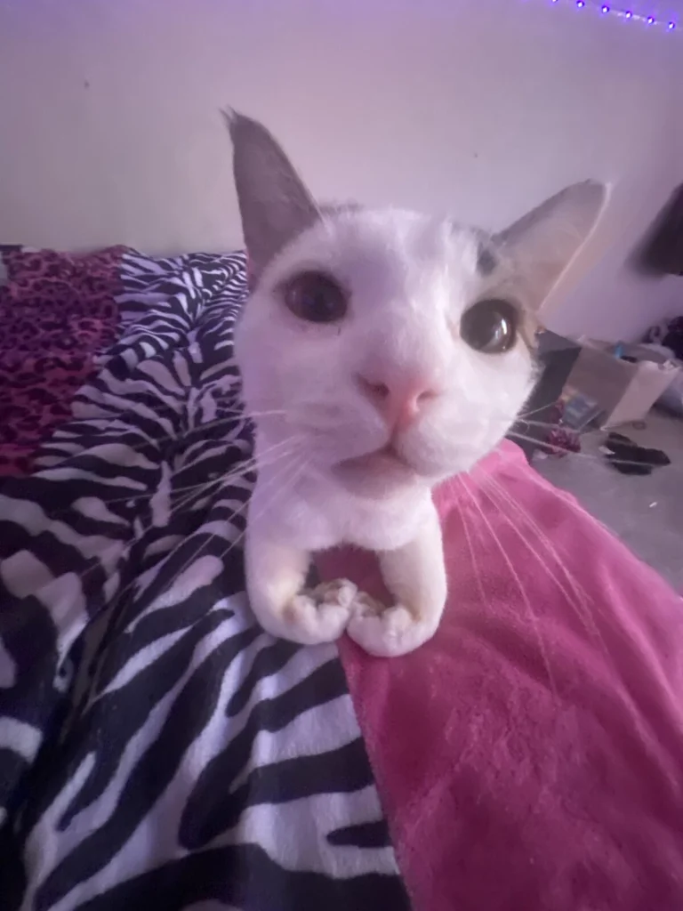 Luis, lost cat, Cat