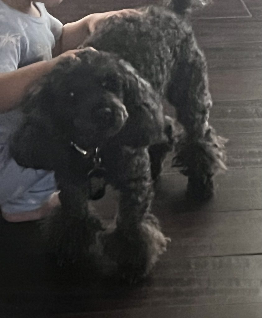Mickey, lost dog, Toy poodle