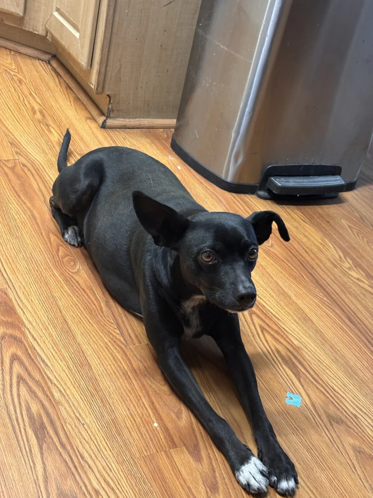 Grigio, lost dog, Chihuahua mix