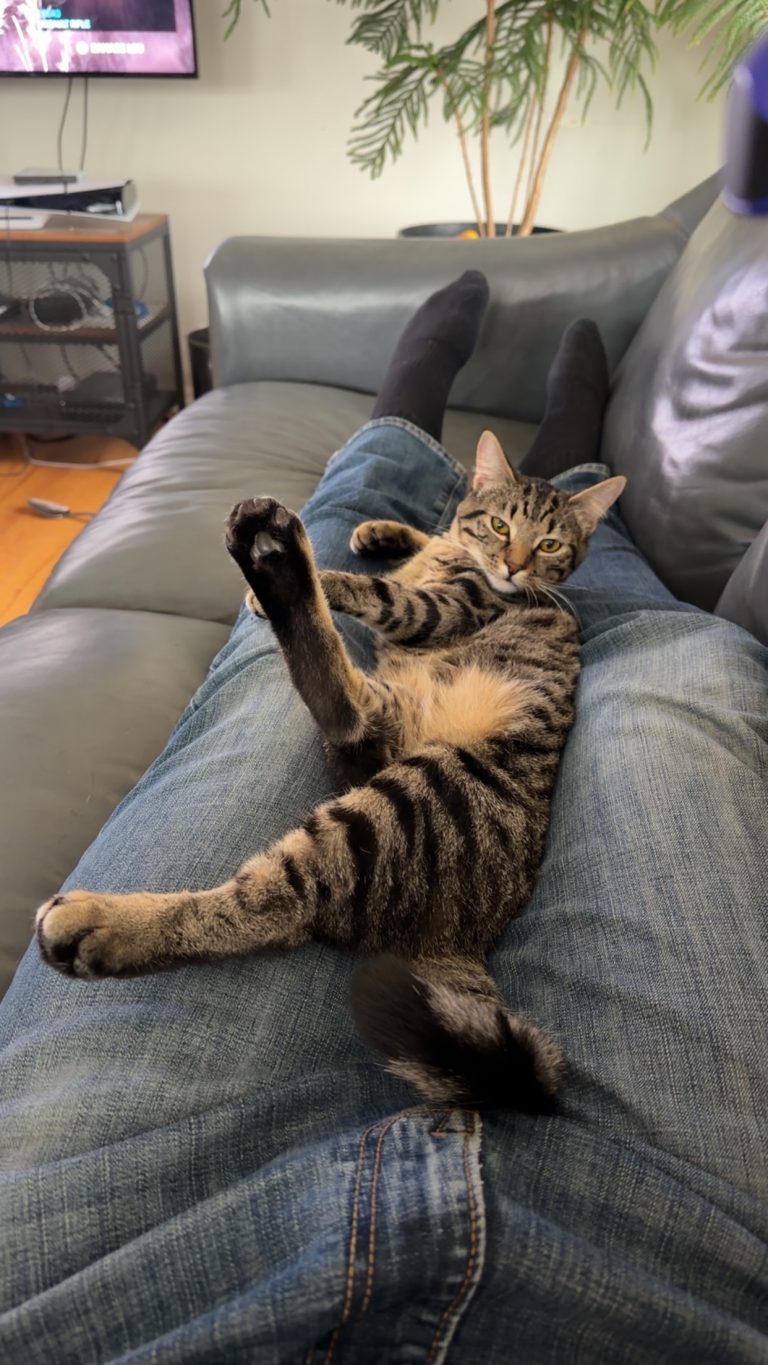 Tim, lost cat, Domestic short hair?