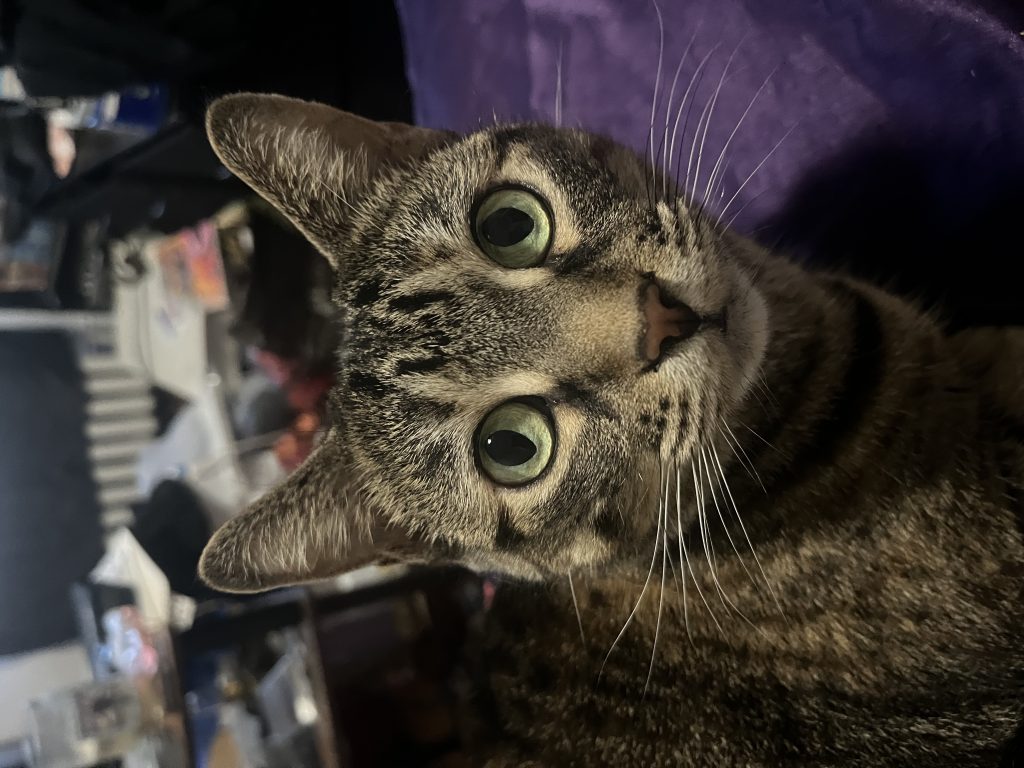 Ellie, lost cat, Tabby