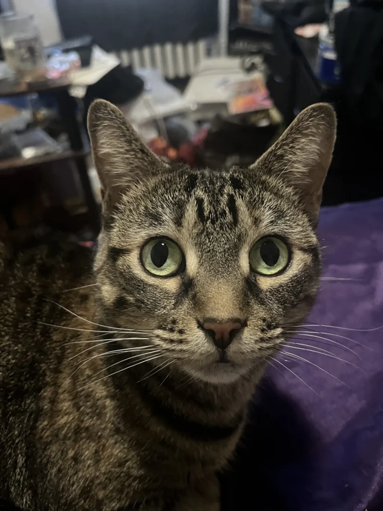 Ellie, lost cat, Tabby